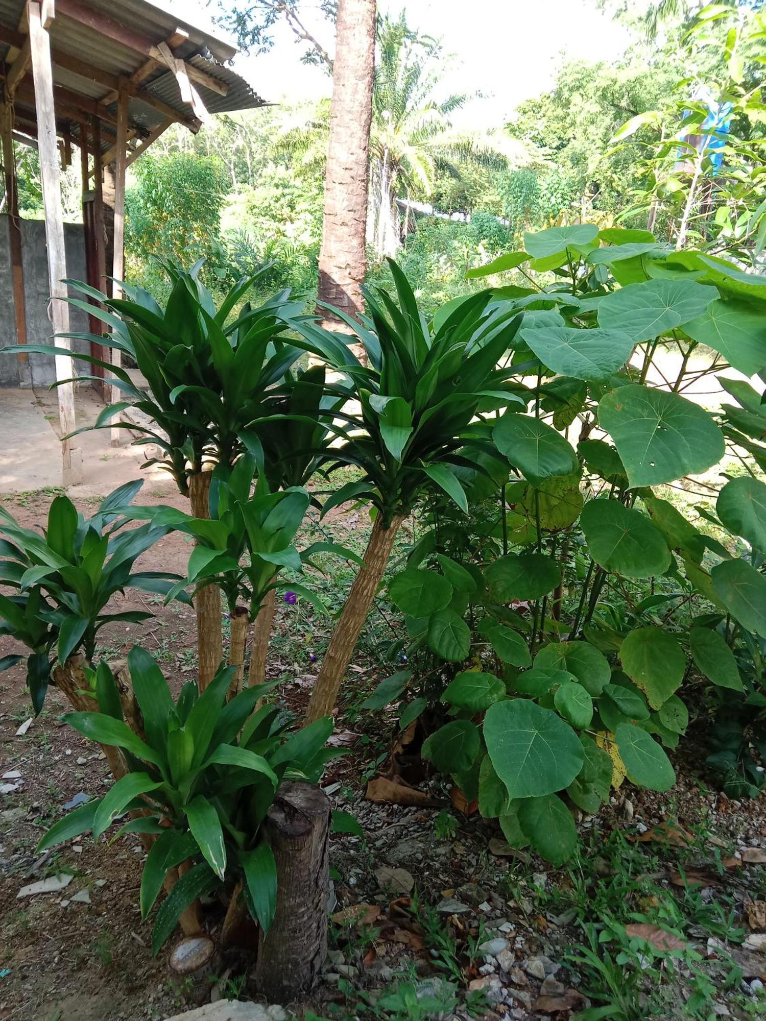 Som Palmgarden Hotel Koh Lanta Exterior photo